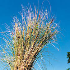 Image result for Cenchrus setaceus