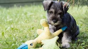 It is brave and fun, making and an excellent companion. Schnauzer Puppies Everything You Need To Know The Dog People By Rover Com