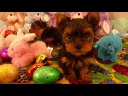 Teacup yorkies for sale in texas cheap. Teacup Yorkies For Sale Under 500 In Texas 07 2021