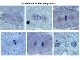 These undifferentiated cells undergo mitosis at a regular interval as the embryo increases in number of cells and complexity. Cellular Reproduction Ppt Download