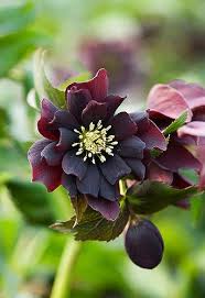 41210 Black Garden Black Flowers Flower Landscape
