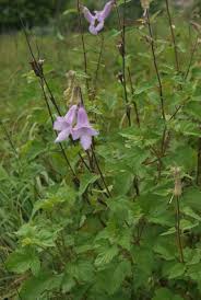 Image result for Ceratotheca