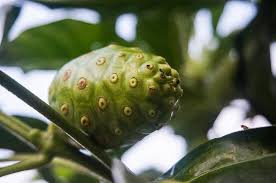 How to propagate a noni tree (day 13 of 30). Fruit Tree Noni Plant Nature Morinda Citrifolia Medicine Pikist
