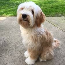 Find tibetan terriers for sale on oodle classifieds. 96 Tibetan Terrier Ideas Tibetan Terrier Dogs Terrier