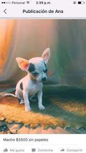 Chihuahua Mini Vaquitas 5 000 00 Mini Vacas Chihuahua Mini
