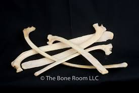 Assorted Animal Bones For Sale The Bone Room Animal Bones Animal Skulls Skull And Bones