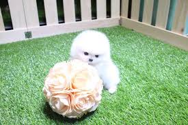 Hand delivery service of our teacup pomeranian puppies is available throughout the usa and across the globe! Teacup Pomeranian Puppies For Sale