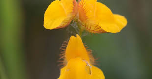 Image result for Utricularia simulans