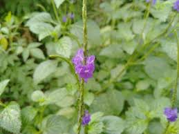 Image result for Stachytarpheta cayennensis