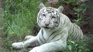 An epic journey based on. Zabu Big Cat Rescue
