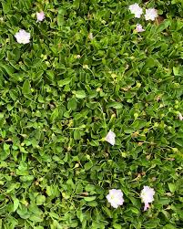 Image result for Falkia