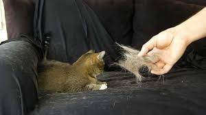 It is sold in supermarkets at a reduced price. How To Remove Cat Fur From Clothes Youtube