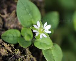 Stellaria media is widespread in asia, europe, north america, and other parts of the world. Stellaria Media Common Chickweed