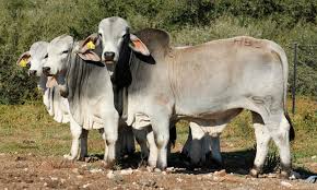 Acceptable colors are light gray or red to almost black. Brahman Cattle South Africa