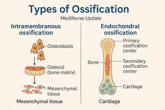 Types of ossification