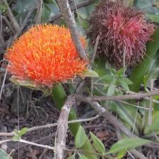 Image result for Scadoxus membranaceus