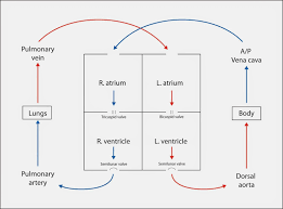 heart blood flow diagrams diagram link heart blood flow