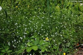 Image result for Stellaria sennii
