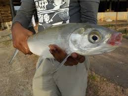 We did not find results for: Info Spesies Kenali Ikan Susu Umpan
