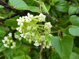 Image result for Cynanchum mossambicense