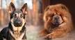 A Look at the German Shepherd Chow Mix: Chow Shepherd ...