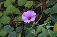 Image result for Ipomoea involucrata