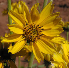 Image result for Verbesina encelioides