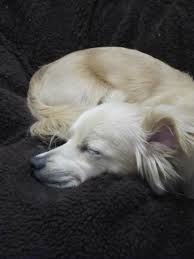 My Dog Totally Looks Like Falcor From The Neverending Story When He Sleeps The Neverending Story Dogs Animals