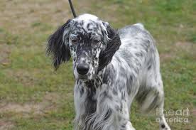 The spotted dog von kerry greenwood bei thalia entdecken Black And White Spotted English Setter Dog Photograph By Dejavu Designs