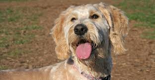 The recommended time to start potty training your puppy is from 12 to 16 weeks of age. Are Goldendoodles Hard To Train Potty Training To Chewing