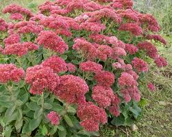 We did not find results for: Sedum Autumn Fire Bluestone Perennials