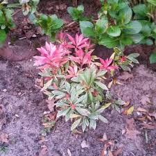 Check spelling or type a new query. Rotsheide Bonte Rotsheide Pieris Japonica White Rim