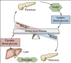 Negative Feedback In Anatomy Anatomy Drawing Diagram