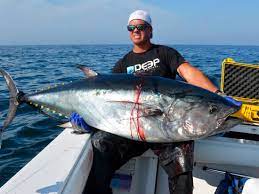 1.8 kg (4 lb)) up to the atlantic bluefin tuna (max. Bluefin Tuna Chunking On The Water