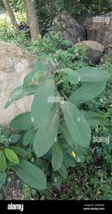 Image result for Tetracera masuiana