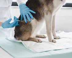 Broadway pet hospital has provided quality veterinary care to the oakland area for over 40 years. 40 Pet Hospital Ideas Animal Hospital Pets Veterinary Hospital