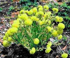 Image result for Gnidia kraussiana