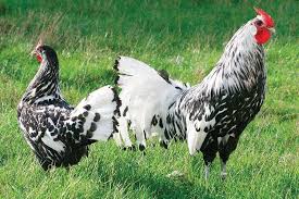 Check spelling or type a new query. Hamburg Bantam Chickens Fun Poultry