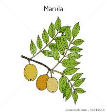 Image result for Sclerocarya