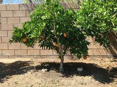 Trovita (vi 116) originated at the citrus research center in riverside in 1916 as a seedling from a fallen fruit that was. New Trovita Orange