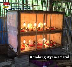 Jun 05, 2021 · banyak ayam bangkok peliharaannya. Ukuran Ideal Kandang Ayam Bangkok Tentang Kolam Kandang Ternak Bangkok Ideal Painting