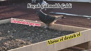 Kacak Cakmakli Guvercin Sabuni Seferli Oyun Kusu Taklaci Guvercinler Mirocu Rasit Youtube