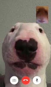 Pin By Sofi Braca On Walter Walter Walter Haha Funny Cuteness Overload Memes