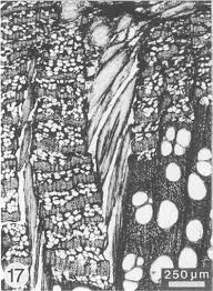 Image result for Hippocratea apocynoides