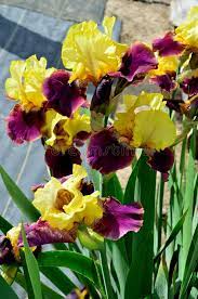 Shipping begins the week of august 9th, 2021 learn more…. 918 Iris Variety Photos Free Royalty Free Stock Photos From Dreamstime