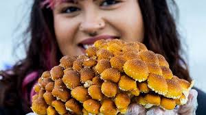 Community events in San Diego County: From Fido Fest to Fungus Fair