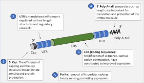 Learn about safety data, efficacy, and clinical trial demographics. The Promise Of Mrna Vaccines A Biotech And Industrial Perspective Npj Vaccines