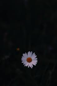 Wallpaper Daisy Field Flower Dark Background Black Daisy Wallpaper Phone 2048873 Hd Wallpaper Backgrounds Download Follow the vibe and change your wallpaper every day!