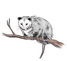 How To Draw An Opossum Possum Art Clipart Opossum