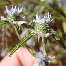 Image result for Haumaniastrum